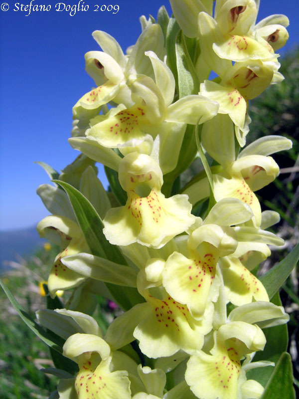 Dactylorhiza sambucina nei monti della Laga